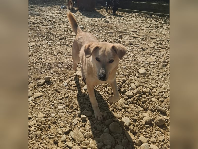 Nala – zierliche, sanfte Hündin sucht erfahrenes Zuhause