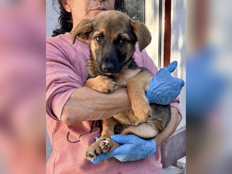 Sky – kleines Welpenmädchen sucht ihr Glück