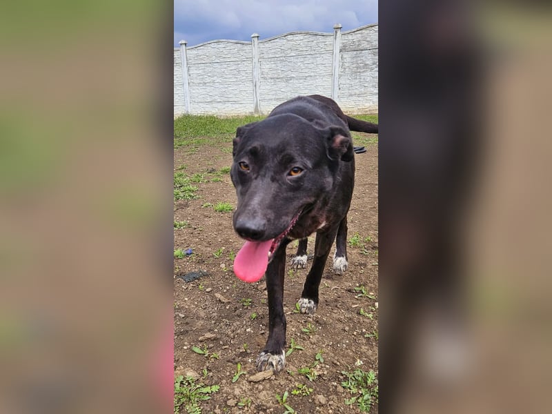 Amy – sanfte Junghündin sucht Geborgenheit