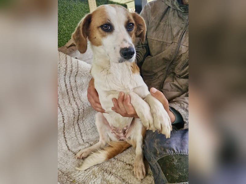 Anika – zarte Hundeseele sucht dringend einen sicheren Hafen