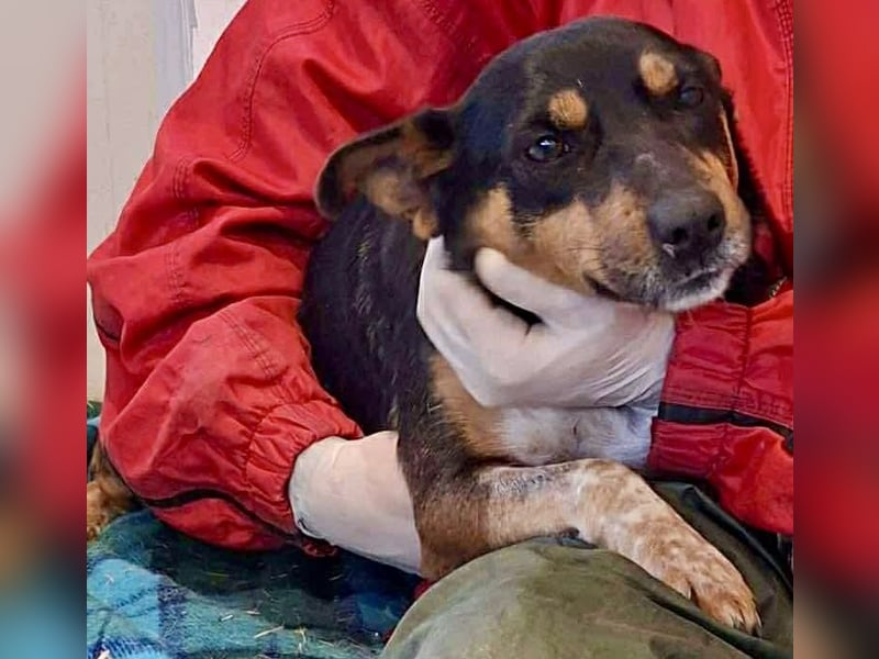 Liberty – fröhlich und verspielt