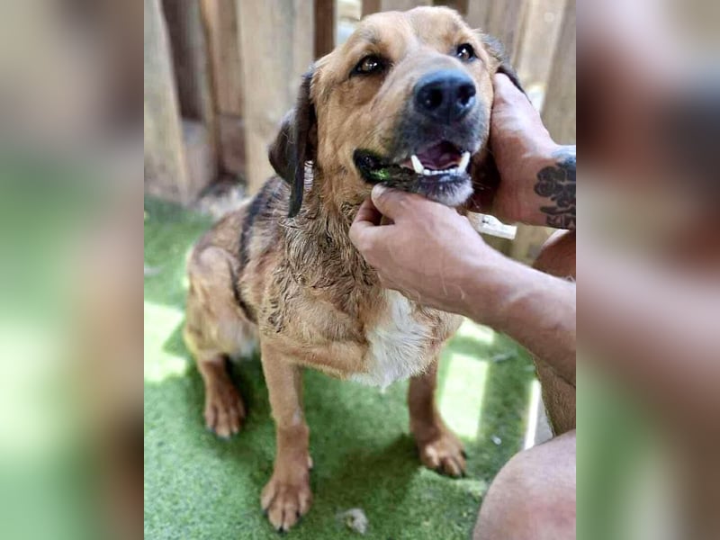 Freundlicher, ruhiger Kiran