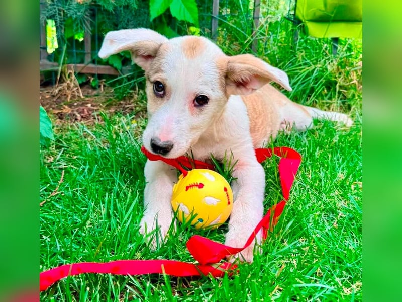 PETZI , hübsches Hundemädchen
