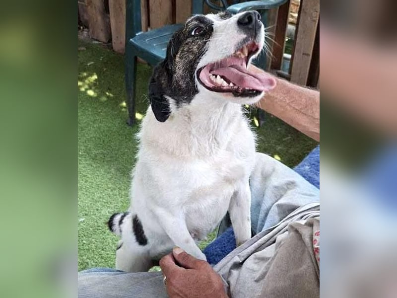 Gloria - offen und verschmust