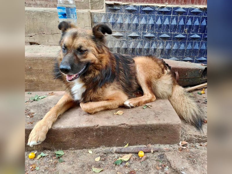 Mimo liebt Menschen und andere Hunde