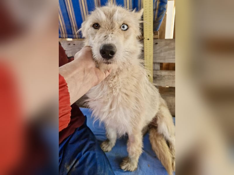 Mara, Schönheit mit zweifarbigem Blick