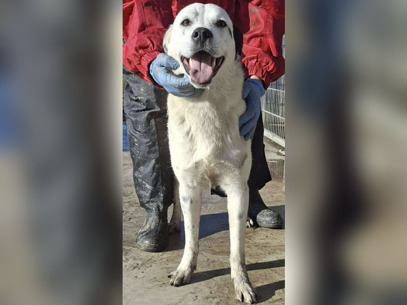 Tonio – fröhlicher Junghund mit großem Herzen