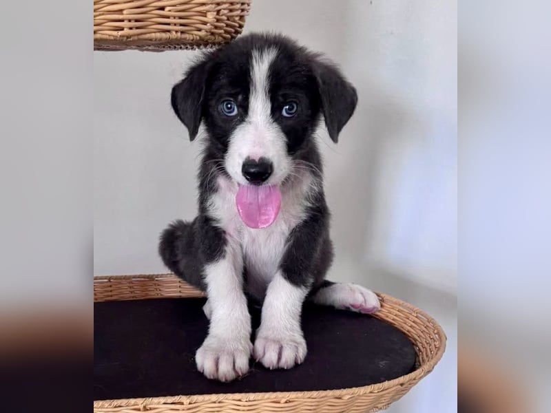 Kleiner Herzenshund Figo sucht seine Familie