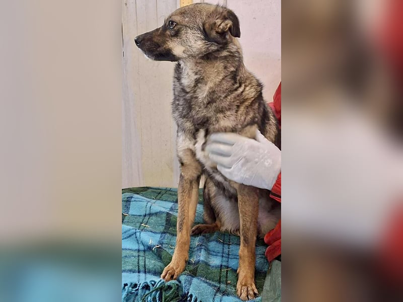 FELINA – auf der Suche nach Wärme