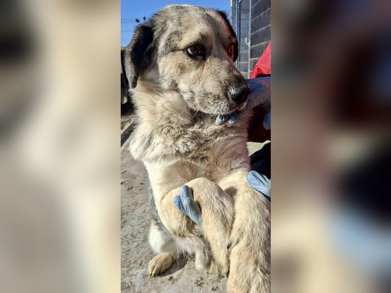 Schmusiger, verspielter Cisco