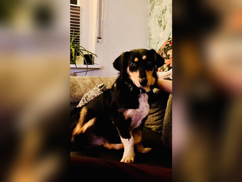 Fröhliches Hundemädchen Juna sucht ihre Menschen