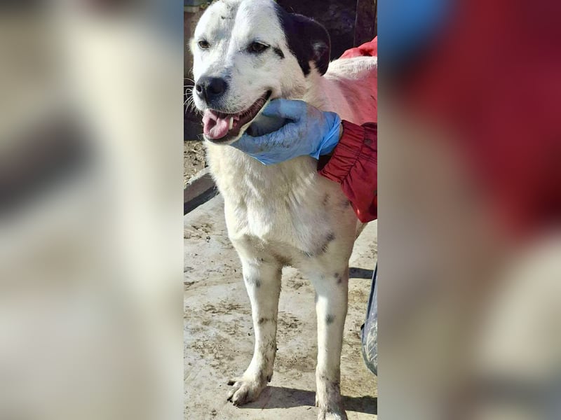 Tonio – fröhlicher Junghund mit großem Herzen