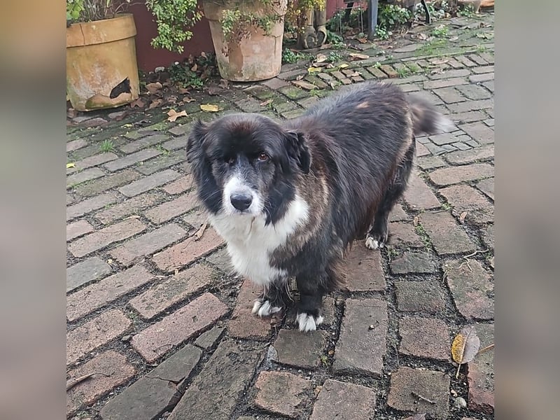 Gnadenplatz für Max gesucht