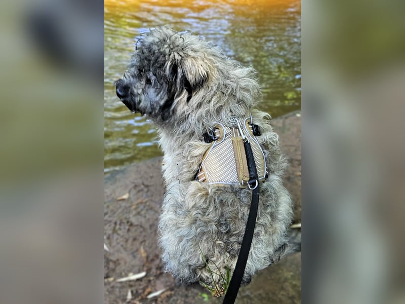 Coco (ehem. Joy) – fröhliche Junghündin sucht aktive Menschen