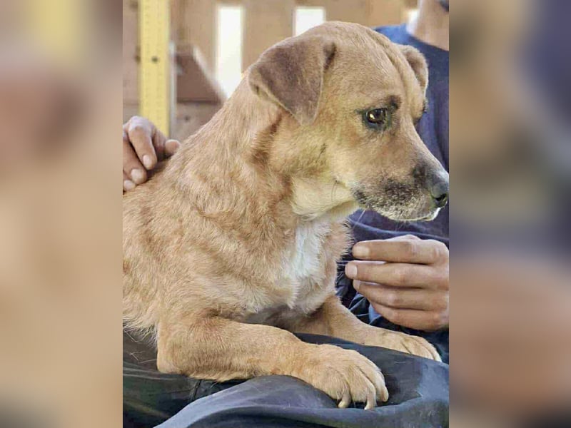 Lisa – sanfte Hündin mit großem Herzen