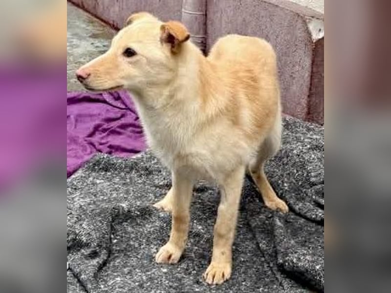 Zuckersüßes Hundemädchen Lesedi