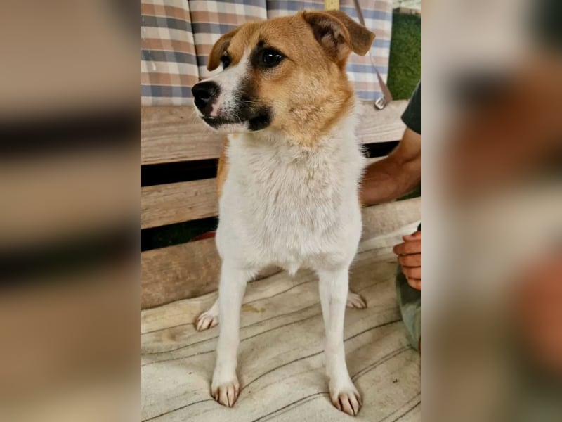 Sanfte Trixi sucht ihre Menschen