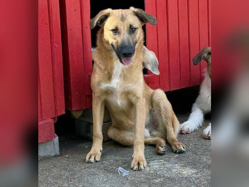 Katzenfreundlicher, lebensfroher Junghund Loyd