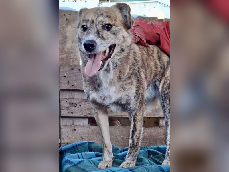 Simba – sensibel, verschmust, lustig