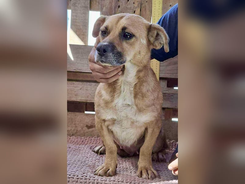 Lisa – sanfte Hündin mit großem Herzen