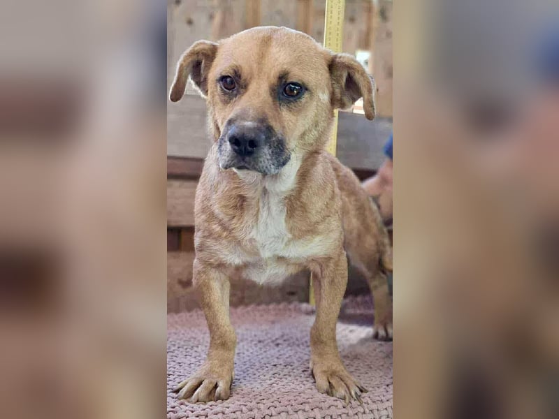 Lisa – sanfte Hündin mit großem Herzen