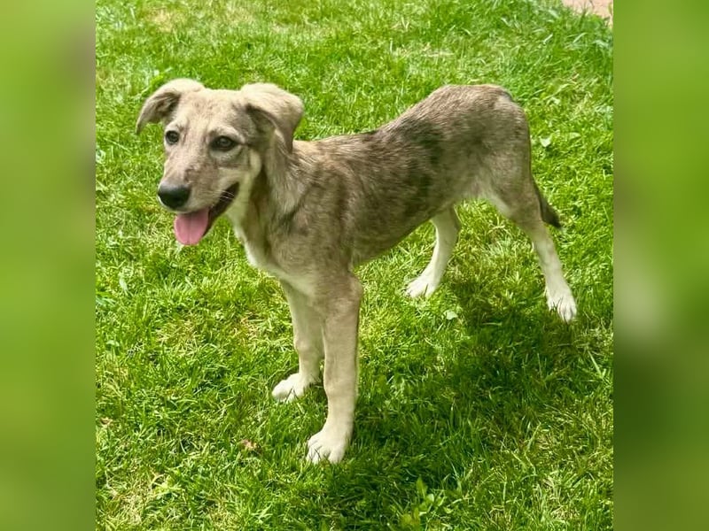 Juddy, kleine Herzensmaus sucht ihr Glück