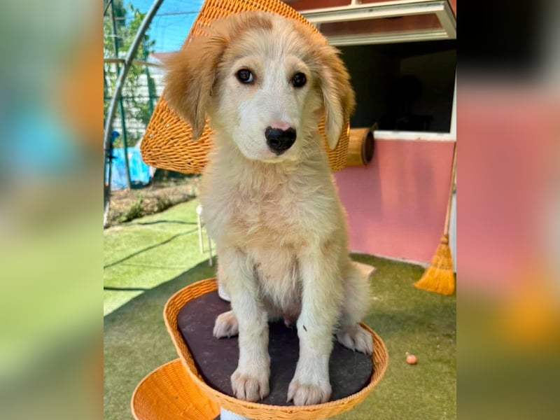 Tino, kleines Eisbärchen sucht sein Glück
