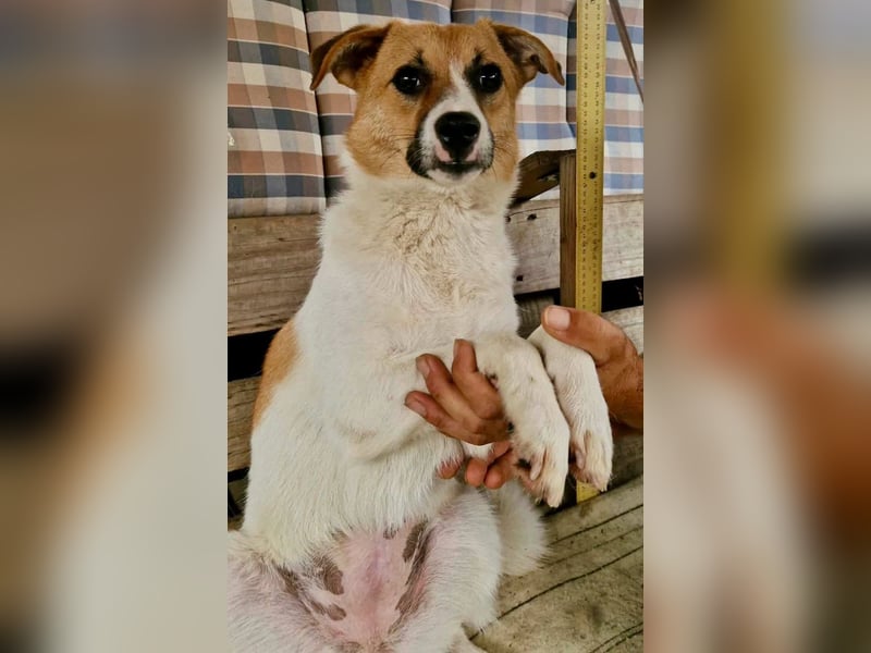 Sanfte Trixi sucht ihre Menschen