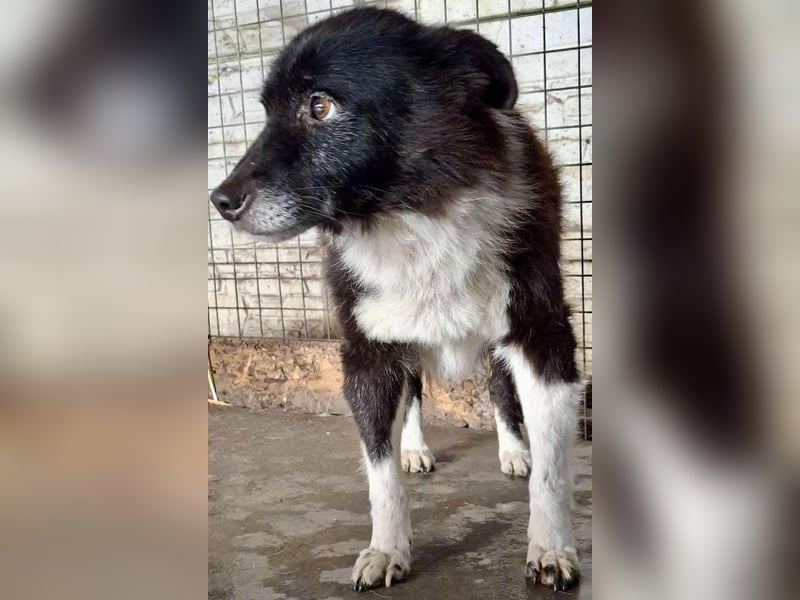 Trauriger, verwaister Pedro