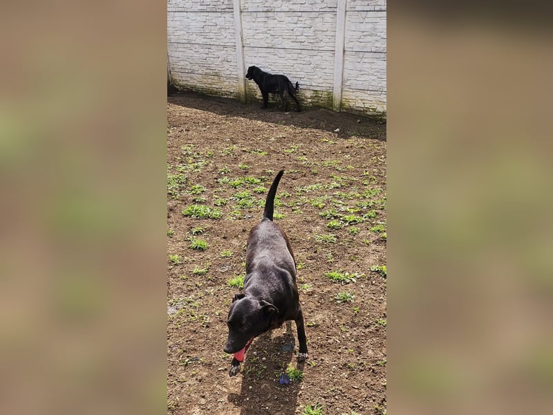 Amy – sanfte Junghündin sucht Geborgenheit