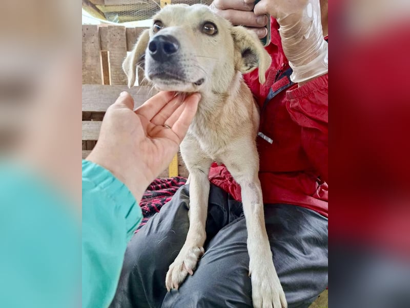 Nala – zierliche, sanfte Hündin sucht erfahrenes Zuhause