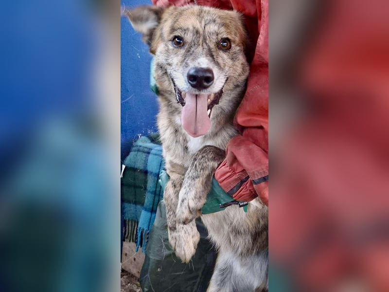 Simba – sensibel, verschmust, lustig