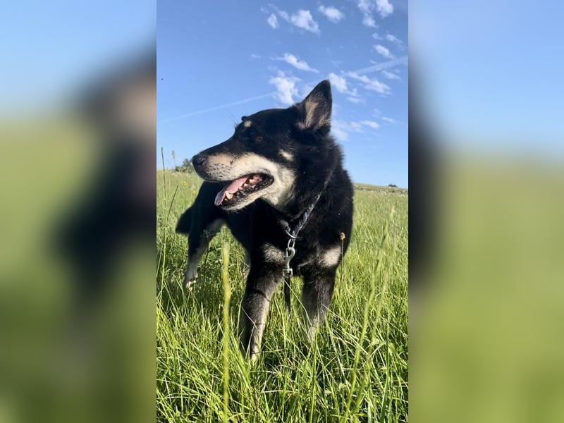 Katzenverträglicher Senior Houdini sucht ländliches Zuhause