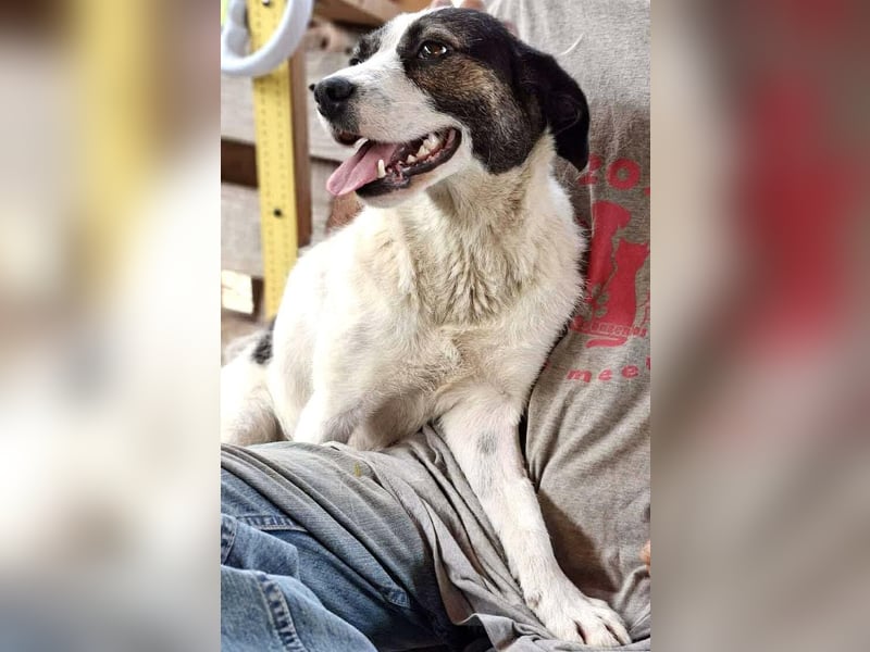 Gloria - offen und verschmust