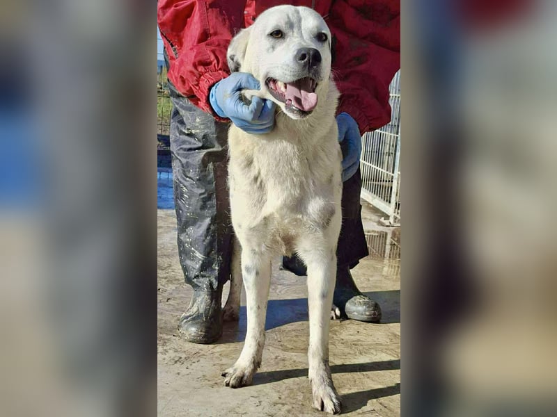 Tonio – fröhlicher Junghund mit großem Herzen