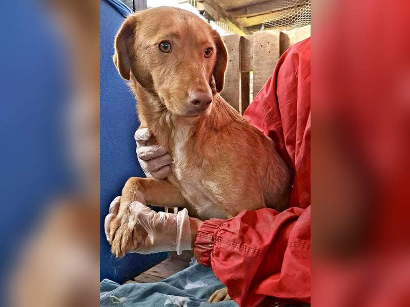 Tosca hat im Shelter Angst