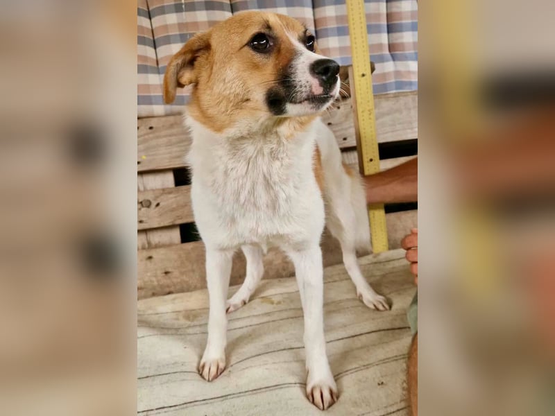 Sanfte Trixi sucht ihre Menschen