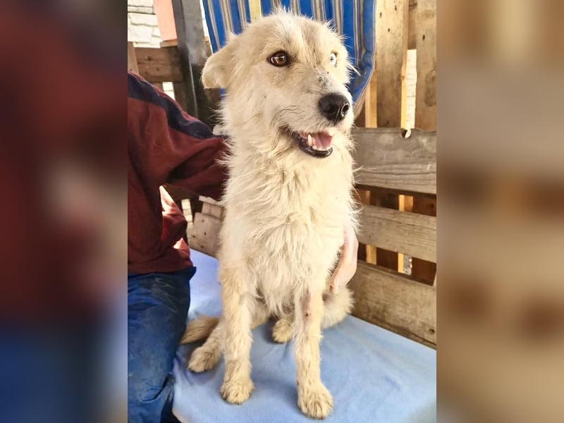 Mara, Schönheit mit zweifarbigem Blick