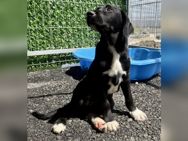 Cupcake – kleiner Glückspilz sucht seine Familie
