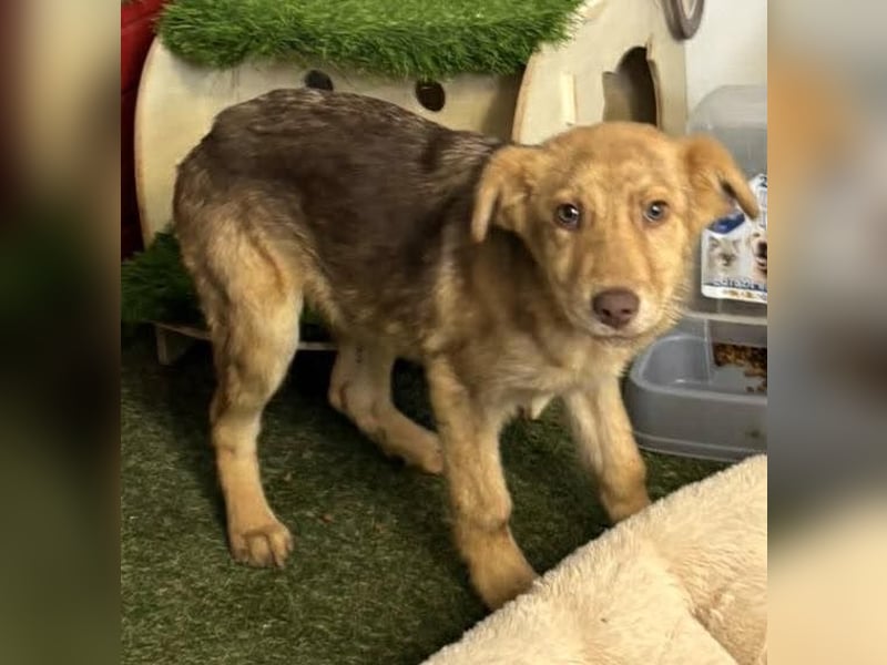 Bildhübsches Welpenmädchen Lumi