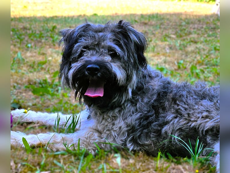 Coco (ehem. Joy) – fröhliche Junghündin sucht aktive Menschen