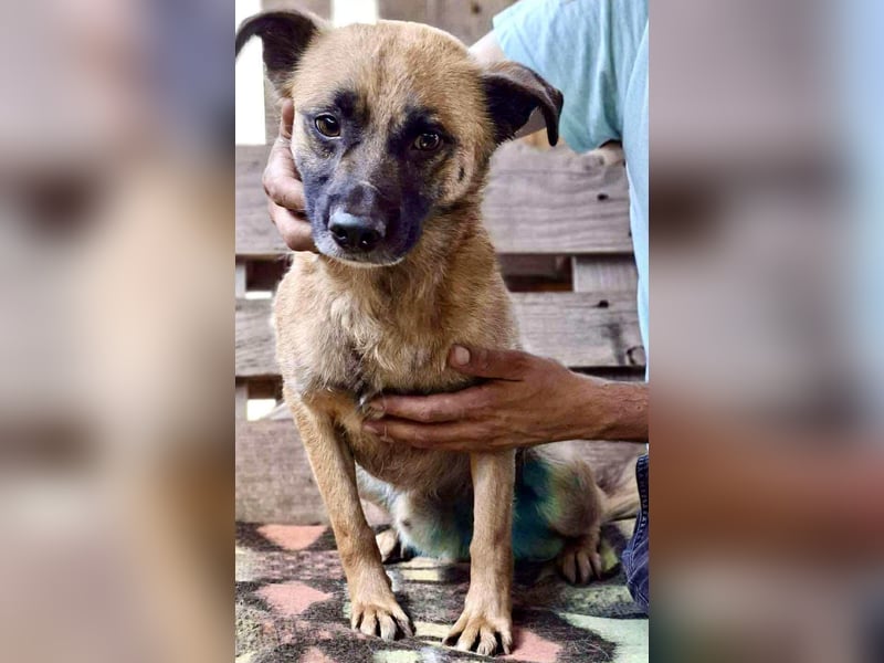 Arko  sensibler Rüde sucht ruhigen Neuanfang