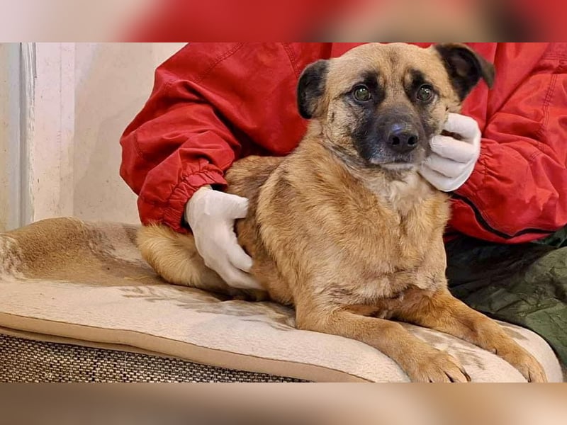 Arko  sensibler Rüde sucht ruhigen Neuanfang