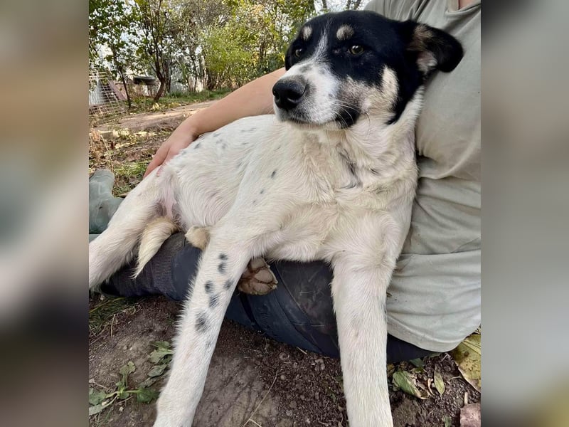 Jaron - bildhübscher, junger Bursche