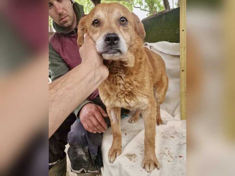 Loke – treuer Begleiter hat alles verloren und sucht einen Neuanfang