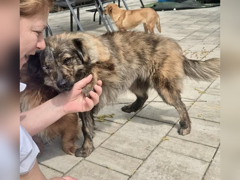 Ronja – kleine Kämpferin sucht ihr Happy End
