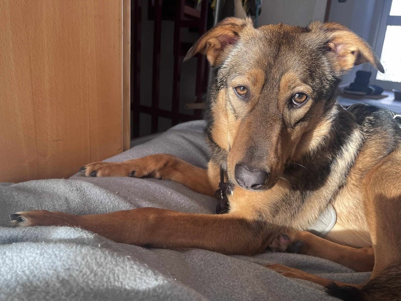 Sanfte Seele Jessy sucht ihr Für-immer-Zuhause