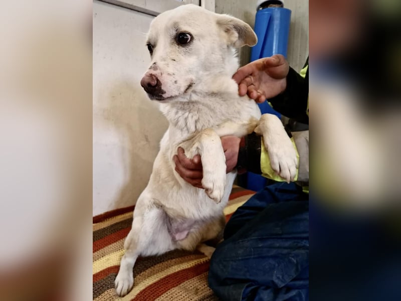 Dankbare, sanfte Blanche