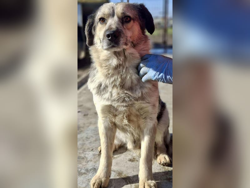 Schmusiger, verspielter Cisco