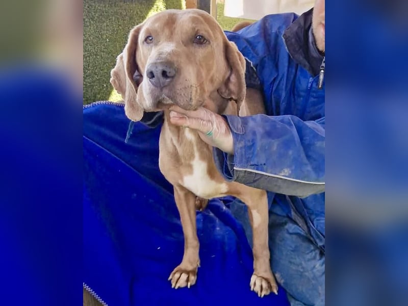 Benji.... Traumhund auf 4 Pfoten